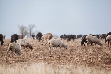 Herd of sheep in the steppe