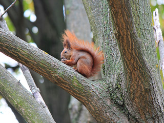 squirrel gnaws a nutlet