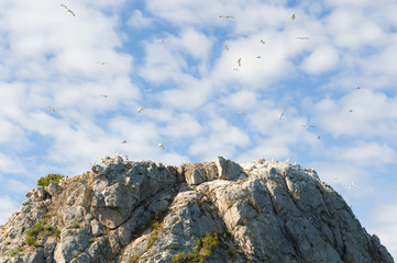 rookery