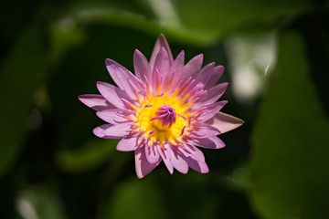 Closeup of Lotus, high contrast background, selective focus (detailed close-up shot)