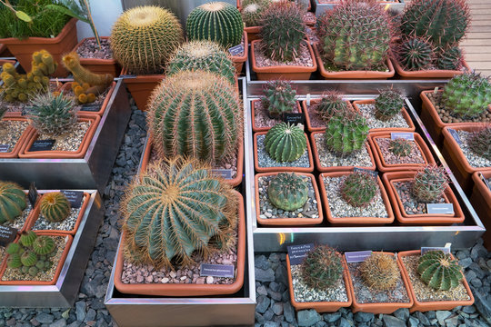 Various cactuses close up grow among stones