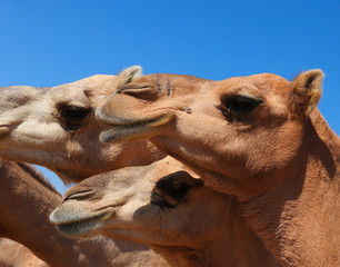 Camels in the desert
