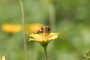 A beautiful bee on yellow flower with Nature background