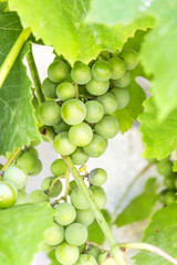 A green grapevine in a vineyard.