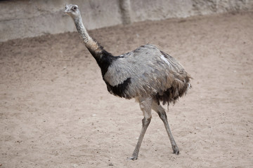 Greater rhea (Rhea americana) © Vladimir Wrangel
