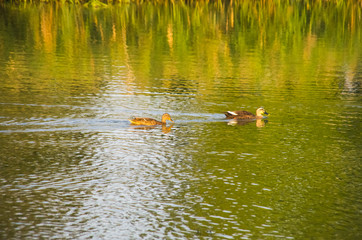 夕陽を浴びるるカルガモとマガモ