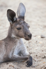 Western grey kangaroo (Macropus fuliginosus melanops)