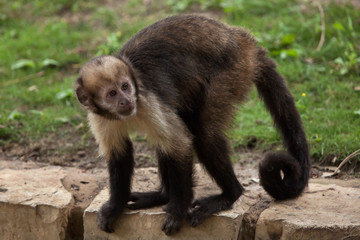 Obraz premium Golden-bellied capuchin (Sapajus xanthosternos)