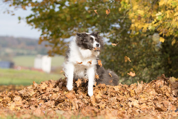 Border Collie Hund im Herbst