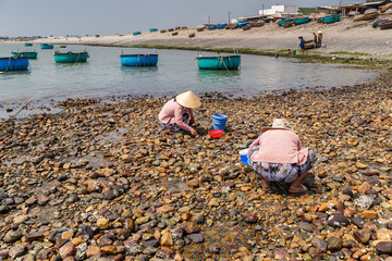 Local women collecting shellfish on the beach in Tuy Phong, Binh Thuan, Vietnam. Tuy Phong district also has other beautiful landscapes, such as Ghenh Son, Nam Hai Tomb, and yellow sand dunes