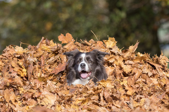 Border Collie Hund im Herbst