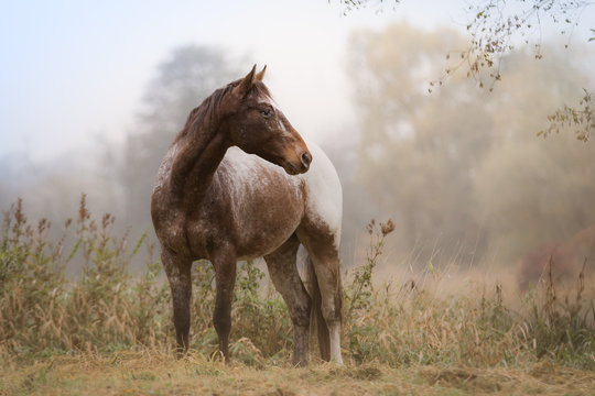 Appaloosa Pferd auf einer Wiese am Morgen im Herbst