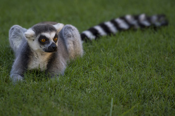 Lemur