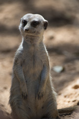 Suricata