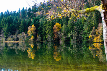 Bunte Wälder am Lac de Longemer in den Vogesen