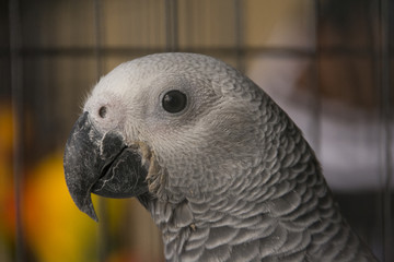 African grey parrot