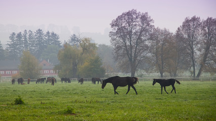 Herd of horses on a pasture in foggy autumn morning, mare with her foal, breeding an English thoroughbred, 16:9 ratio