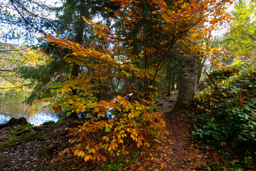 Waldweg am Lac de Longemer im Herbst