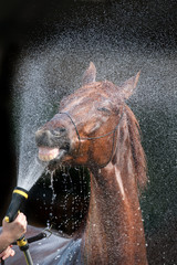 Red horse being washed with hose in summer