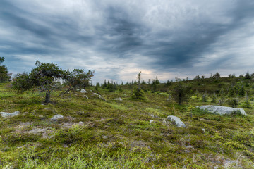 Fototapeta na wymiar Northern landscape. Lapland hills with trees.