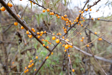 branch of sea buckthorn berries