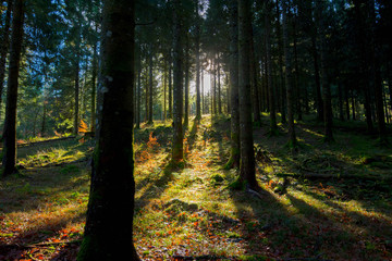 Sonnenstrahl im Vogesenwald im Spätherbst