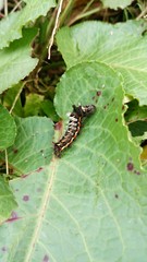 カラフルな毛虫