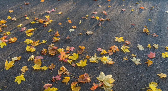 Leaves on the road