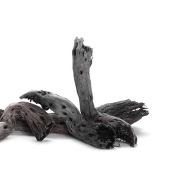 dry branches isolated on white background