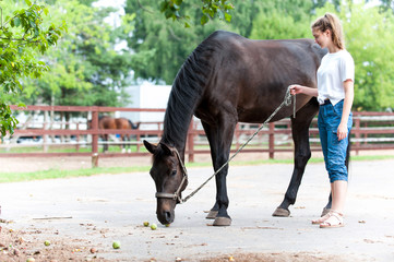 Looking for some apples. Black horse walking with teenage girl