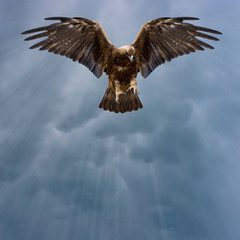 eagle in the dark sky