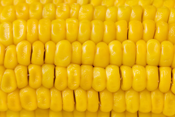 Extreme macro of fresh corn cob. Golden corn full screen wallpaper