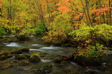 紅葉の奥入瀬渓流