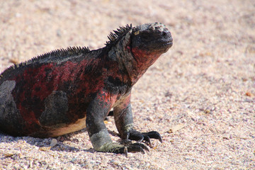 Meerechse- Galapagos