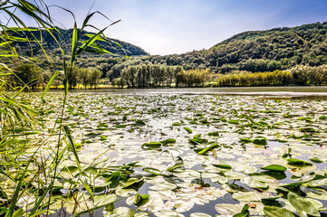 Lake with water lilies, Vittorio veneto, Treviso, Italy