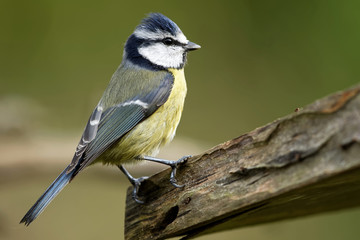 Blaumeise am Vogelhaus
