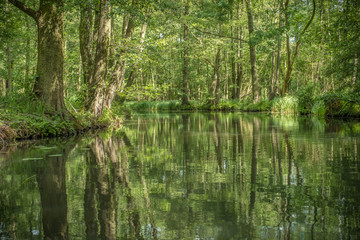 Bäume spiegeln sich im Wasser der Spree (Lübbenau)