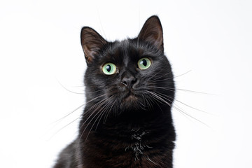 Muzzle of black cat on a white background