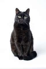 Portrait of a young black cat on white background