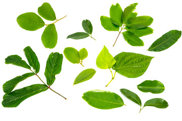 Set of green leaves isolated over white background.