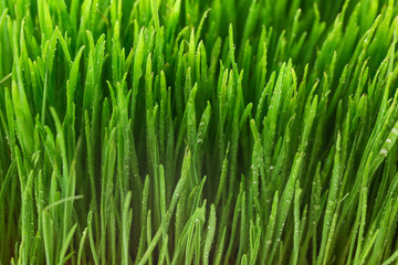 Fototapeta na wymiar Healthy fresh wheat grass, closeup