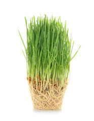 Healthy fresh wheat grass with roots on white background