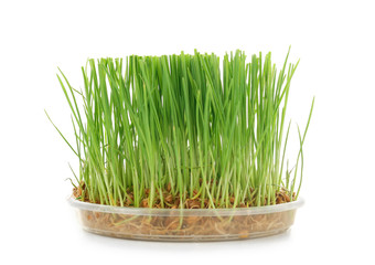 Healthy fresh wheat grass in container on white background