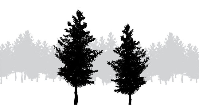Vector silhouette of forest on white background.