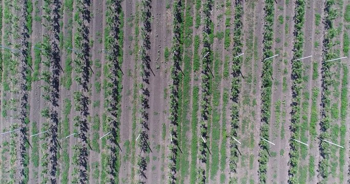 A view of the seedlings of trees from the air, flying over tree seedlings, a garden center, a young apple garden on the field, Rows of tree saplings in the Young apple garden, 4k, aerial