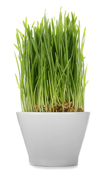 Healthy fresh wheat grass in pot on white background