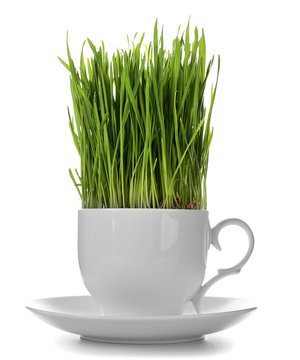 Healthy fresh wheat grass in cup on white background