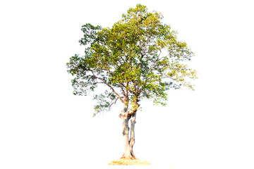 tropical tree in asia  isolated on white background