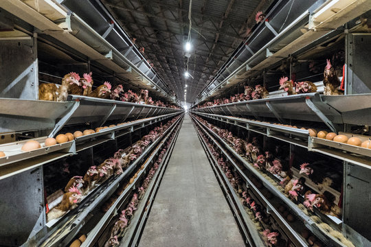 Multilevel production line conveyor production line of chicken eggs of a poultry farm. Agriculture technological equipment. Limited depth of field.