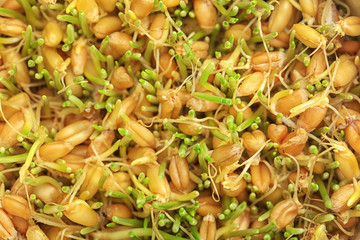 Sprouted wheat seeds as background